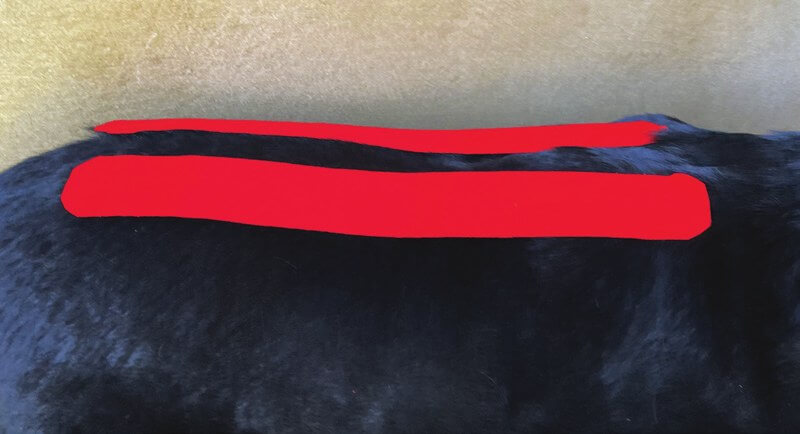 About the kinesiology taping method